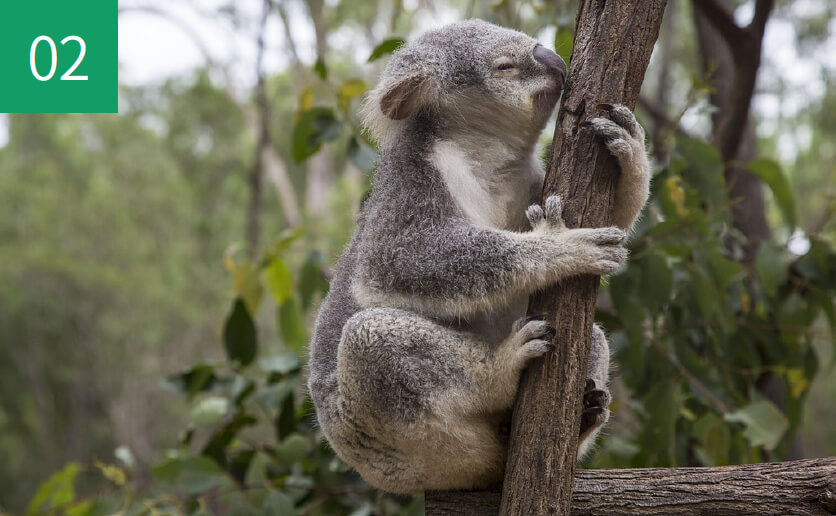 オーストラリアの動物園