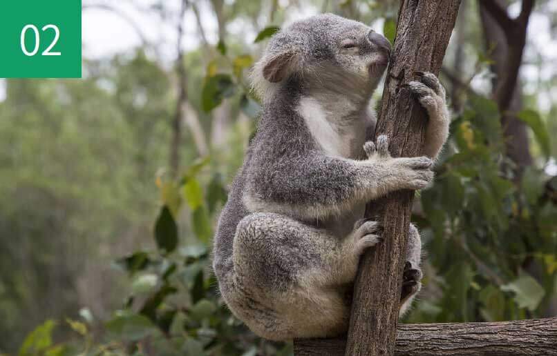 オーストラリアの動物園